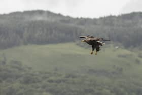 Funding has increased to help farmers deal with sea eagle predation 
