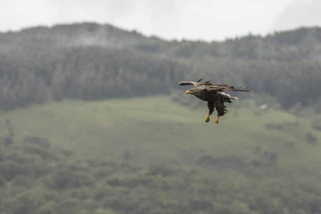 Rewilding could see the reintroduction of more apex predators beyond animals like sea eagles (Picture: Dan Kitwood/Getty Images)