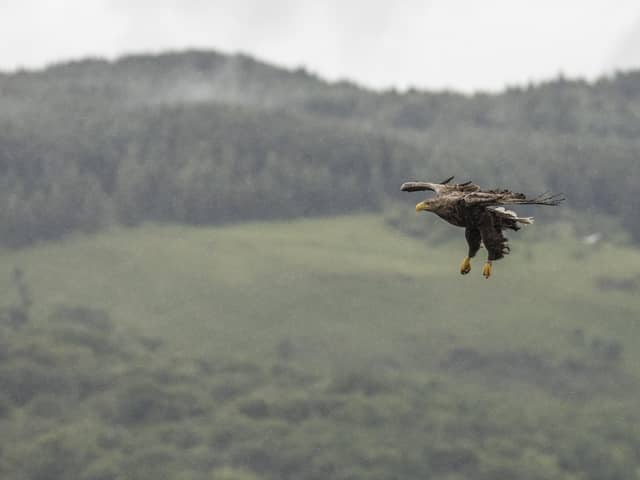 Funding has increased to help farmers deal with sea eagle predation 