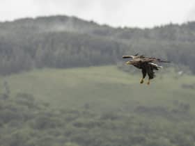 Rewilding could see the reintroduction of more apex predators beyond animals like sea eagles (Picture: Dan Kitwood/Getty Images)