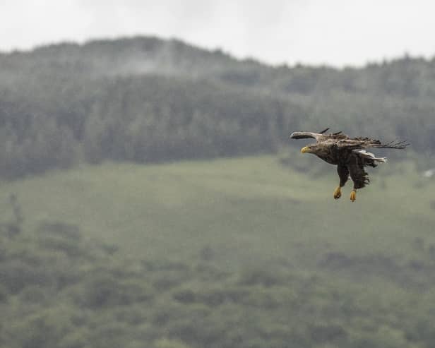 Funding has increased to help farmers deal with sea eagle predation 
