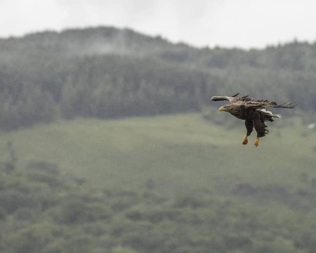 Rewilding could see the reintroduction of more apex predators beyond animals like sea eagles (Picture: Dan Kitwood/Getty Images)