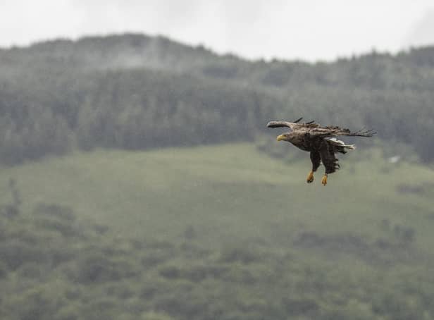 Rewilding could see the reintroduction of more apex predators beyond animals like sea eagles (Picture: Dan Kitwood/Getty Images)