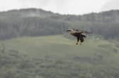 Funding has increased to help farmers deal with sea eagle predation 