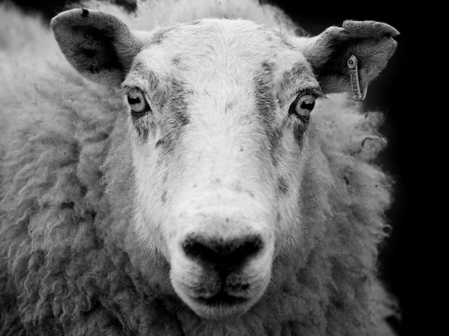 "The day will come when the jaw-bone of the big sheep ... will put the plough on the rafters; when sheep shall become so numerous that the bleating of the one shall be heard by the other from Conchra in Lochalsh to Bun-da-Loch in Kintail they shall be at their height in price, and henceforth will go back and deteriorate, until they disappear altogether, and be so thoroughly forgotten that a man finding the jaw-bone of a sheep in a cairn (stone), will not recognise it or be able to tell what animal it belonged to." He went on to describe that people would mass-emigrate from the country and that the animals would once again rule the land until the native peoples eventual return.