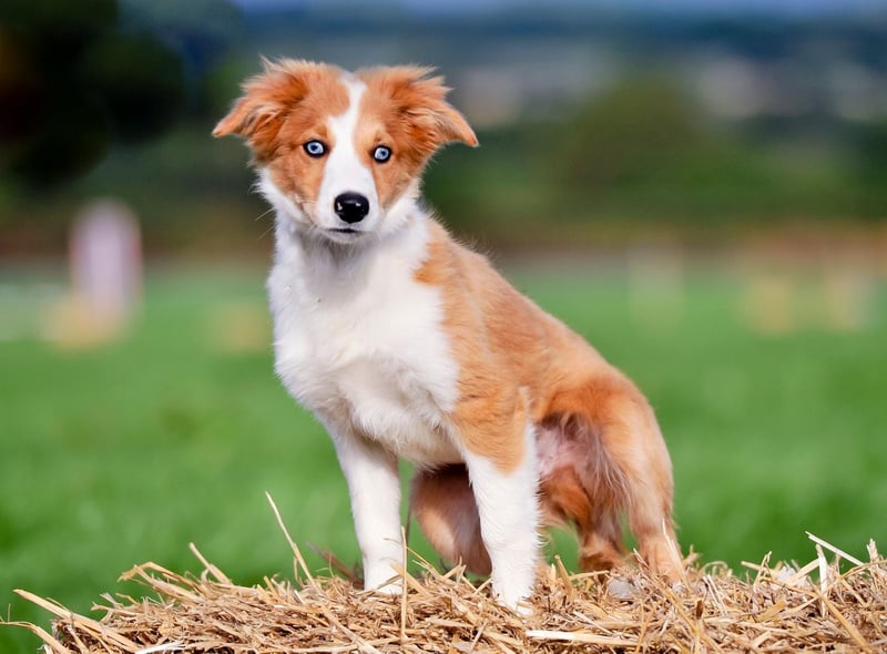 The record for the UK's longest living dog goes to Taffy the Welsh Collie who lived for 27 years and 211 days.