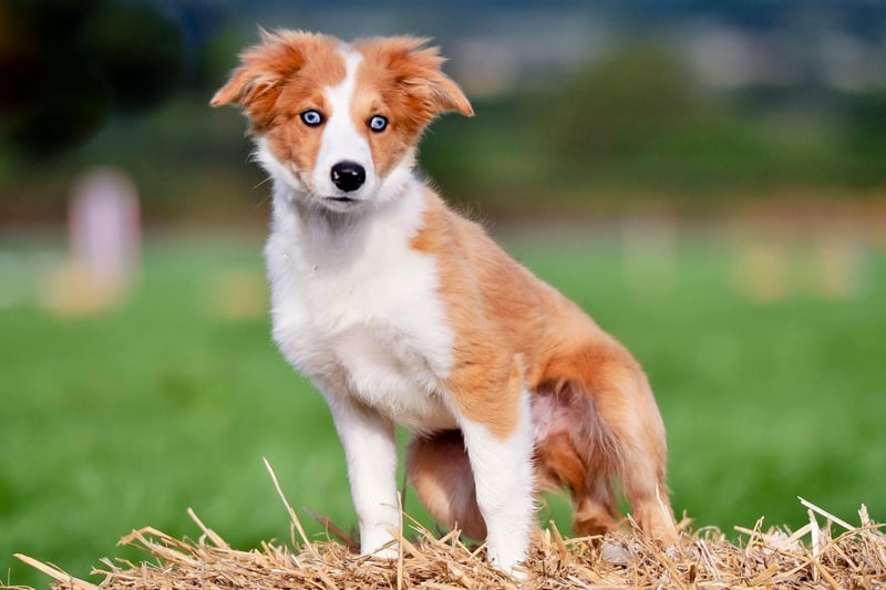 The record for the UK's longest living dog goes to Taffy the Welsh Collie who lived for 27 years and 211 days.