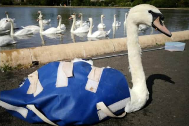 A swan was rescued from starvation and death after getting a juice bottle lid trapped around its beak.