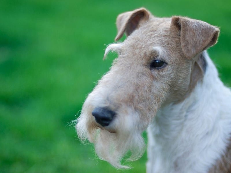 As their name suggests, the Fox Terrier was bred to flush out foxes during hunts. They may now most commonly be kept as pets but they retain the excitable and active nature that made them so good in their former job.