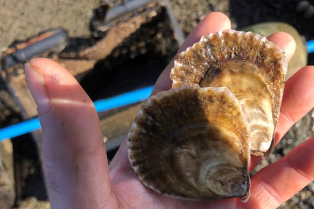 Each individual oyster can filter 200 litres of water every 24 hours, while the molluscs can also sequester 'blue carbon' and boost biodiversity