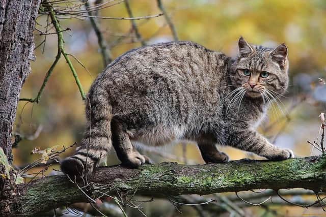 The Campaign to Ban Trophy Hunting's April Fools Day spoof focussed on the Scottish Highlands and its wild cats  - Animal News Agency