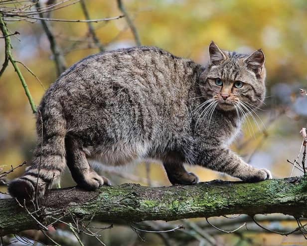 The Campaign to Ban Trophy Hunting's April Fools Day spoof focussed on the Scottish Highlands and its wild cats  - Animal News Agency
