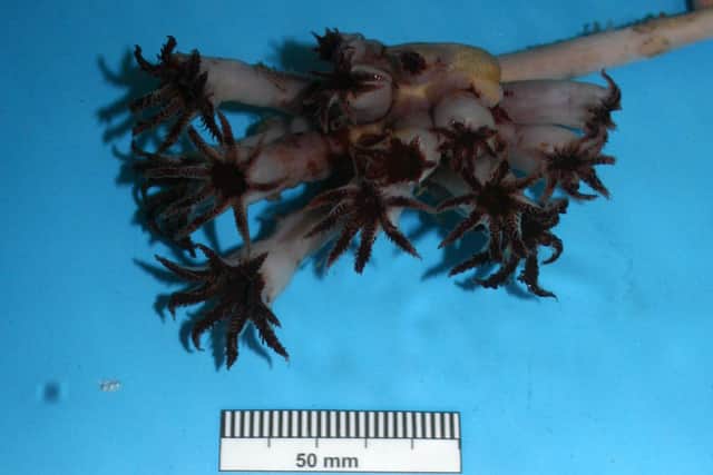 A previously unknown deep-water coral has been discovered in the Rockall Trough, 450km off the west coast of Scotland - the new species has been formally named Pseudumbellula scotiae. Picture: ScotGov