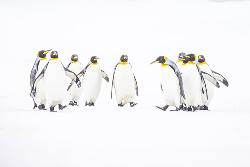 A British wildlife photographer has selected some of his finest king penguin images to celebrate Tuesday World Penguin Day.