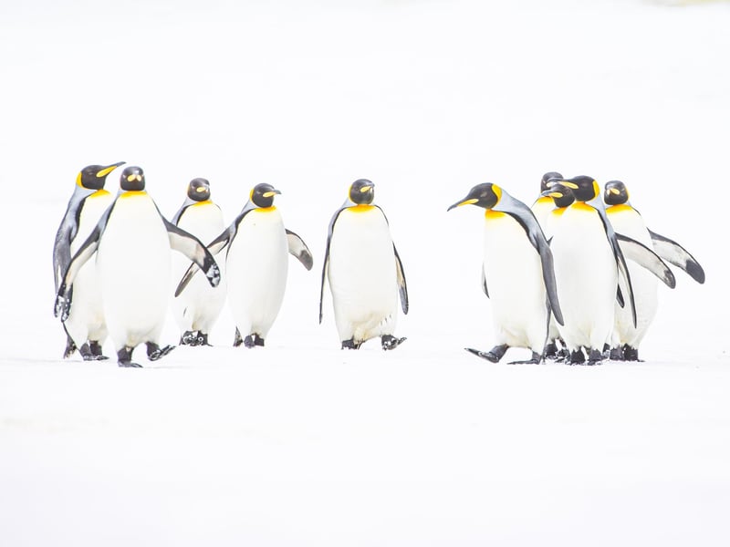 A British wildlife photographer has selected some of his finest king penguin images to celebrate Tuesday World Penguin Day.