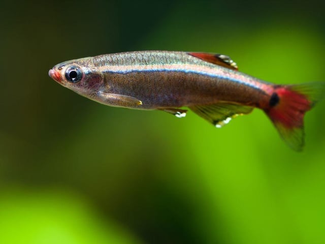 The evocatively-named White Cloud Mountain Minnow gets its moniker from where the originate - the picturesque White Cloud Mountain region in China. They school similarly to the Tetras but are a slightly more unusual aquarium resident.