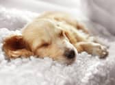 Experts have revealed the benefits of pets sleeping on the bed