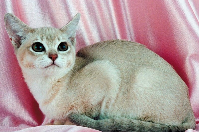 With striking silver markings, the Burmilla cat breed has long been a luxurious and glamorous cat.