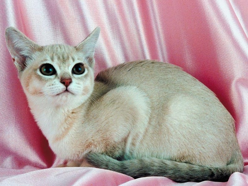 With striking silver markings, the Burmilla cat breed has long been a luxurious and glamorous cat.