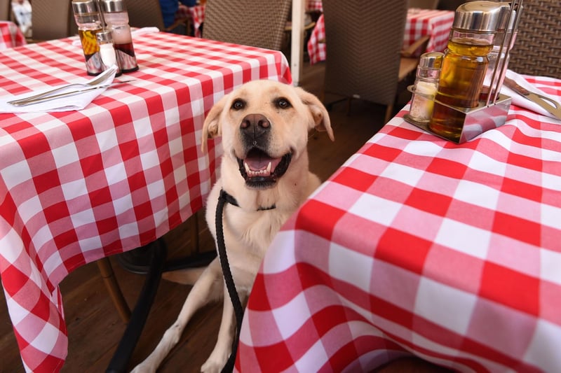 Whether black, yellow, chocolate or red, the Labrador Retriever is a perfect pub dog - happy to receive attention but made of velcro so they'll stick to their owner like glue. Just make sure your pup is exercised before and they'll happily spend hours under your table, only waking up for the occasional pat or treat.