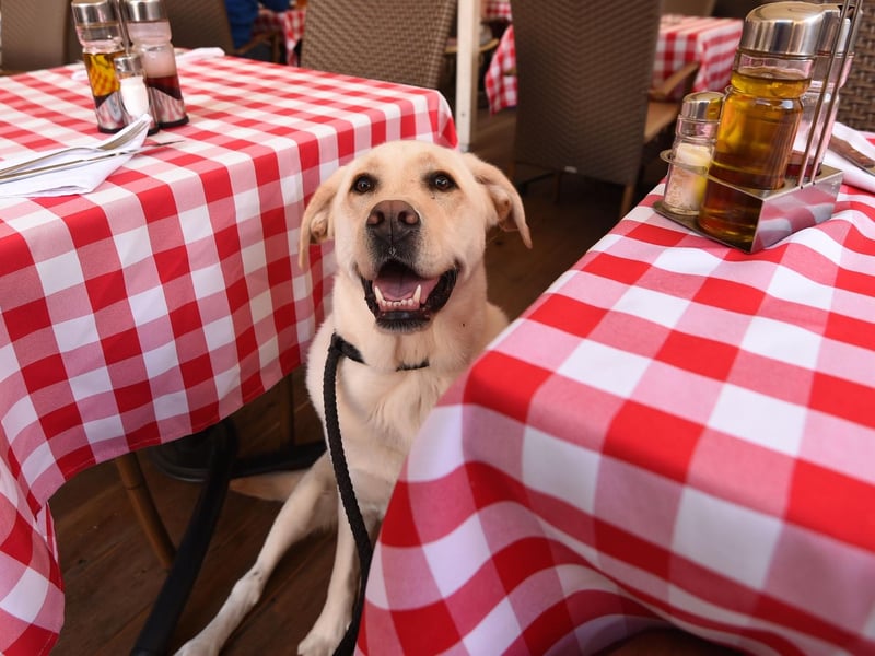 Whether black, yellow, chocolate or red, the Labrador Retriever is a perfect pub dog - happy to receive attention but made of velcro so they'll stick to their owner like glue. Just make sure your pup is exercised before and they'll happily spend hours under your table, only waking up for the occasional pat or treat.