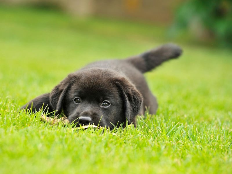 There's no expensive trips to the dog grooming salon for Labrador owners. The Lab's coat may moult, meaning a powerful hoover is a must, but otherwise the occasional bath if they've rolled in something smelly is all that is required to keep them looking pristine.