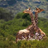 Giraffes enjoy a moment near the pretty flowers and luscious greenery during Kenya's amazing green season - Touch The Wild