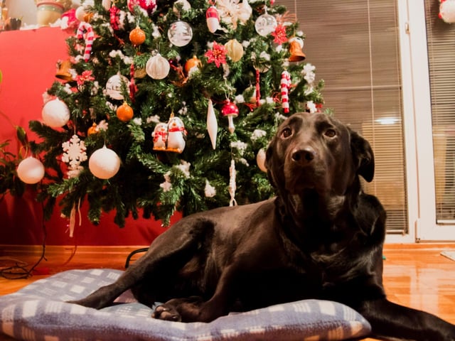 Dogs essentially see baubles as big, sparkly tennis balls and so will want to chew them. Avoid hanging heavier ornaments, or ones made of glass, on your tree as these types of decorations will be more difficult to securely fasten. If they do fall off, then the collision could injure your dog, or any shattered pieces could cut your dog's paws. Try keeping any sentimental ornaments of this nature away from your tree and on somewhere more solid like your mantlepiece.