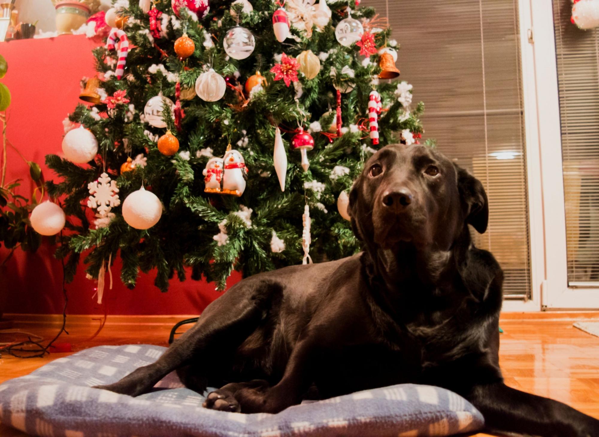 Are Christmas Trees Harmful To Dogs