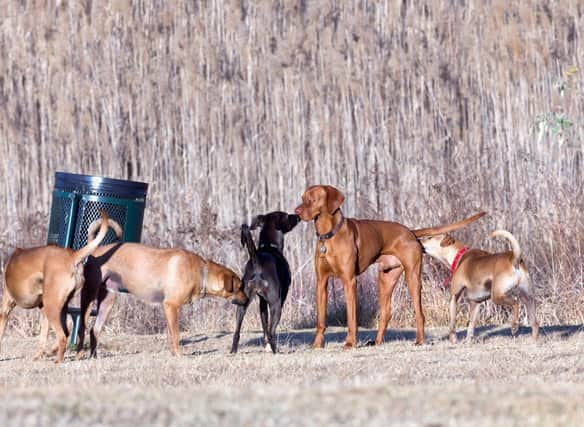 Some dog breeds love spending time with their canine cousins.