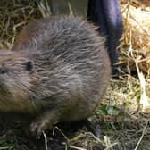 The beavers will be trapped and taken under licence from areas where they are having a serious negative impact on agricultural land. Photo: PA