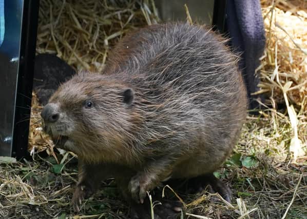 The beavers will be trapped and taken under licence from areas where they are having a serious negative impact on agricultural land. Photo: PA