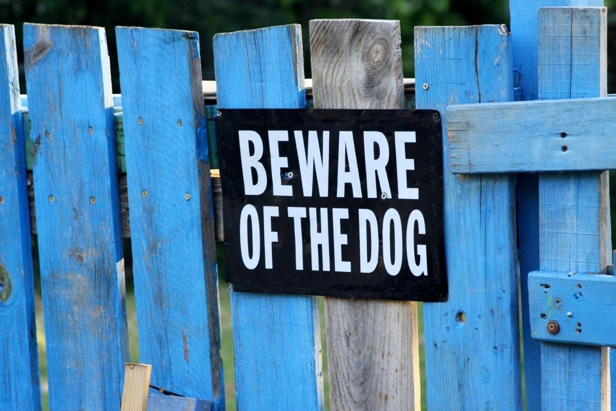 Top Guard Dogs: These are the 10 most alert breeds of adorable dog to protect your home and family - including the amazing Rottweiler 🐕