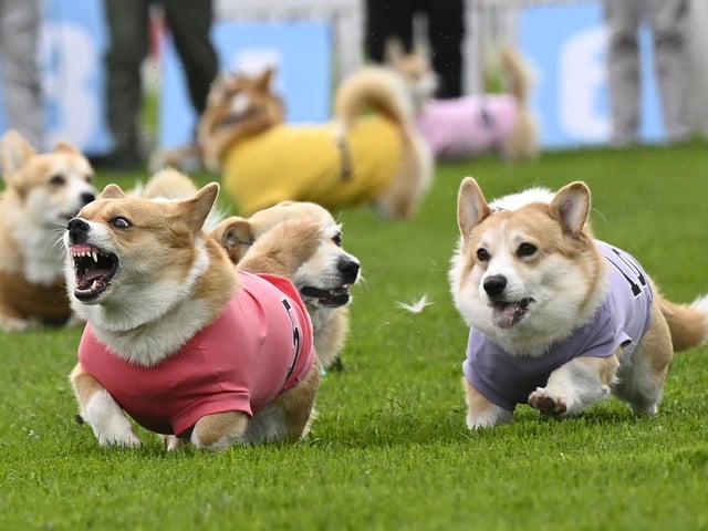 Participants take part in the Corgi Derby at Musselburgh Racecourse