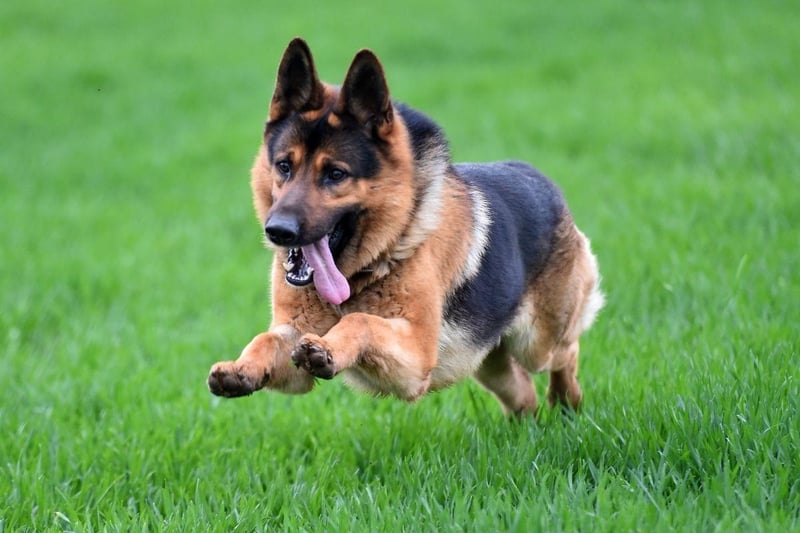 The German Shepherd is one of the world's most useful dogs - being used as everything from guard dogs to drug detection dogs by police forces and armies around the world. One of the attributes that makes them good at these tasks is that they are willing to bite if required - for instance to stop a criminal. Inevitably a dog will occasionally make a mistake and bite someone in a way that is not acceptable.