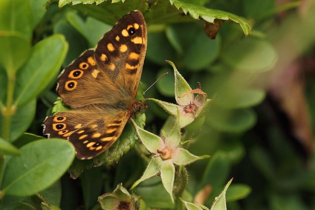 Once relatively rare in Scotland, the dapper Speckled Wood butterfly has become increasingly widespread in recent years. Emerging in April, their population peaks in early May, with favourite spots being hedgerows and woodland clearings.