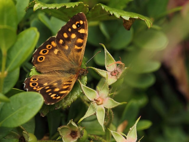 Once relatively rare in Scotland, the dapper Speckled Wood butterfly has become increasingly widespread in recent years. Emerging in April, their population peaks in early May, with favourite spots being hedgerows and woodland clearings.