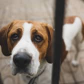 Following a few simple tips can make it far less likely that your pup will be targeted by dognappers.
