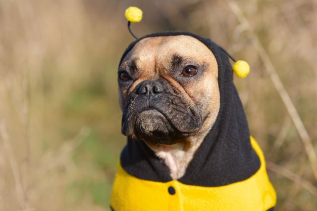 Beedogs have become massively popular on the internet (a quick Google will show you just how popular). A stripy jumper and pair of antennae are all you need to join the craze.