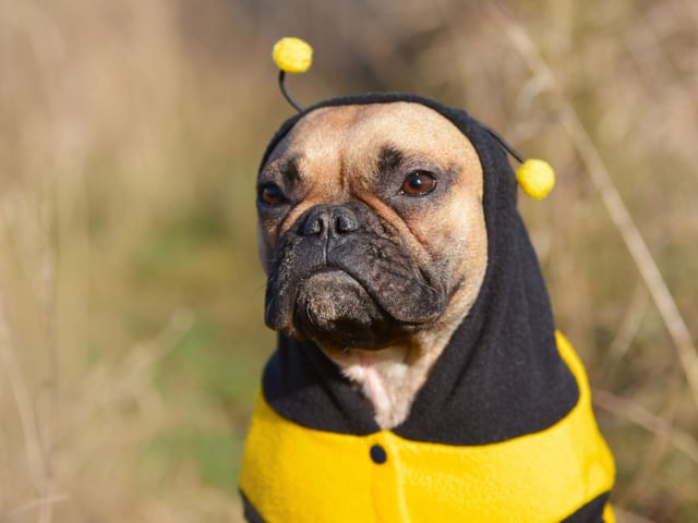 Beedogs have become massively popular on the internet (a quick Google will show you just how popular). A stripy jumper and pair of antennae are all you need to join the craze.