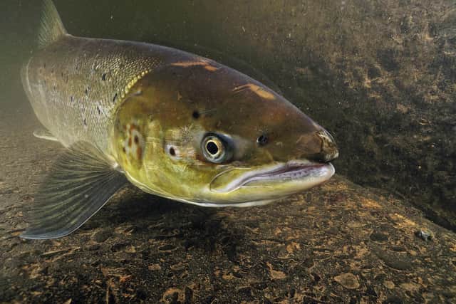 Wild Atlantic salmon are the protagonists in the documentary Riverwoods: An Untold Story, made by the team at rewilding charity Scotland: The Big Picture. Photograph: Linda Pitkin