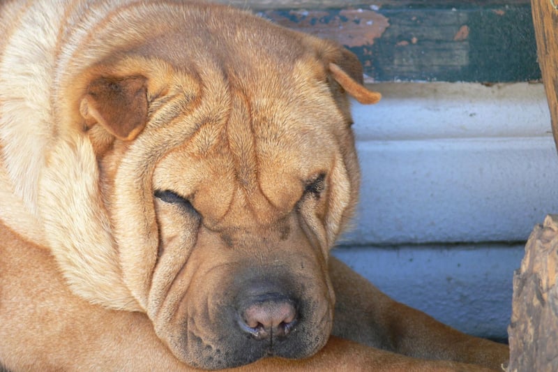 The wrinkly Chinese Shar-pei may look adorable but inside that cute exterior is a stubborn streak a mile long. Obedience classes are recommended but may not make any difference to this most independent-minded breed of dog.