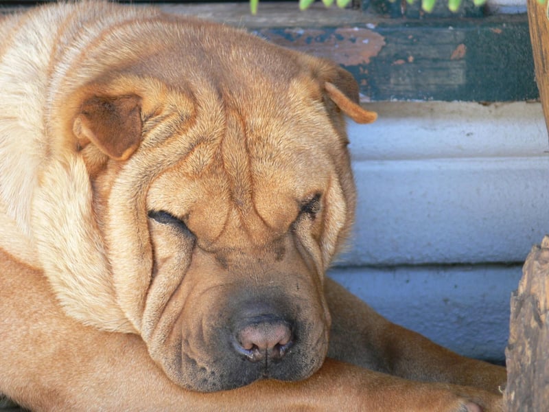 The wrinkly Chinese Shar-pei may look adorable but inside that cute exterior is a stubborn streak a mile long. Obedience classes are recommended but may not make any difference to this most independent-minded breed of dog.