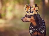 When your dog looks as regal as this, you need a name to match.