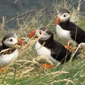 Scotland's seabirds face multiple risks with puffins under severe threat and now on a red list for protection. PIC: Nick/Flickr/CC
