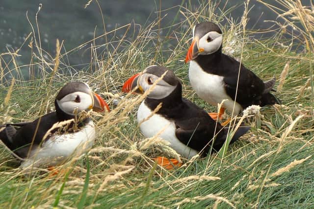 Scotland's seabirds face multiple risks with puffins under severe threat and now on a red list for protection. PIC: Nick/Flickr/CC