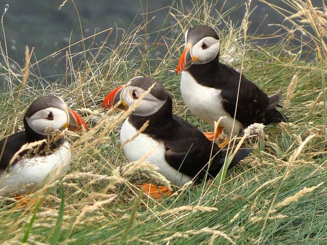 Scotland's seabirds face multiple risks with puffins under severe threat and now on a red list for protection. PIC: Nick/Flickr/CC