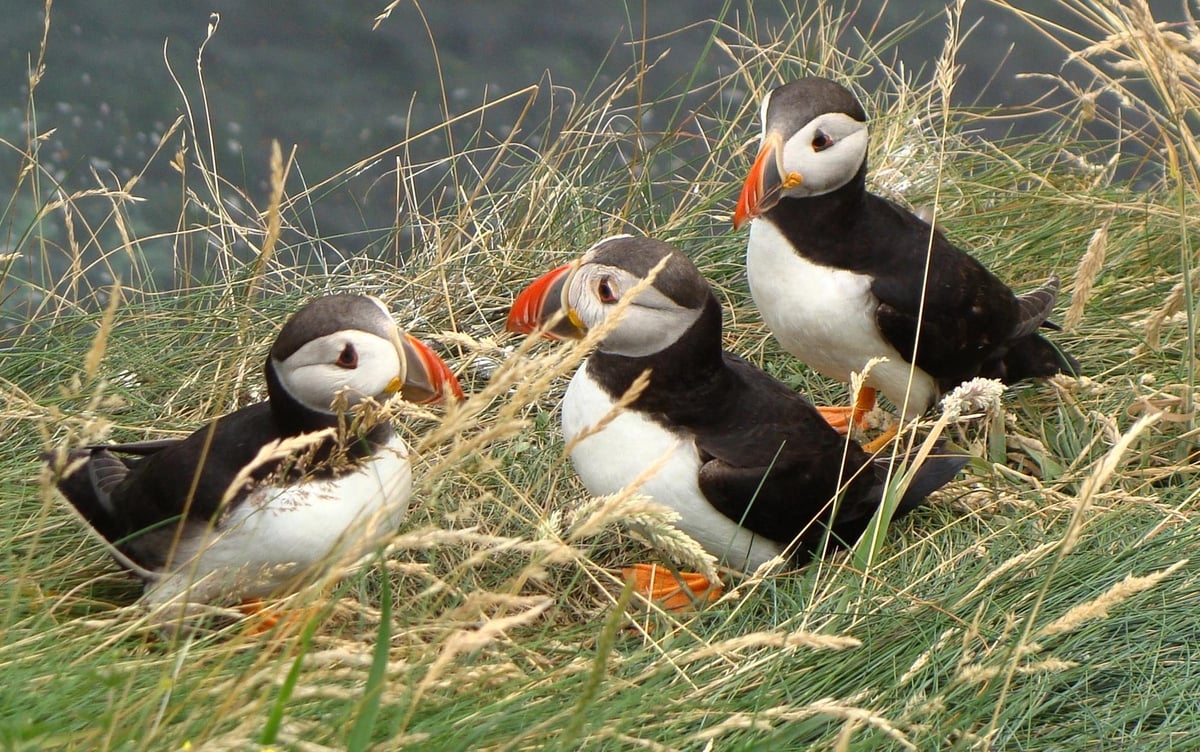 Concerns soar for Scotland’s seabirds in face of deadly new threat - Helen McLachlan