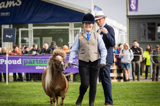 Miniature Shetland with a proud junior handler
