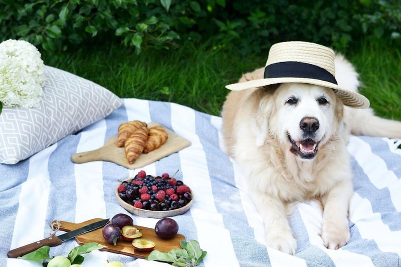 When the sun is shining, a picnic in the park is always plenty of fun. One of the best things about picnics is that they can be as simple or as complicated as you want them to be. Whether you're packing a few sandwiches to enjoy in your garden or packing a full picnic basket to enjoy in a nearby park with treats for the dog. When it comes to picnic spots with a view, we’re spoilt for choice. Our favourite spots for a perfect pooch picnic include Three Cliffs Bay in Swansea, Jubilee Gardens in Devon and Conic Hill in Stirling.
